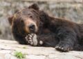 (©imphilip/stock.adobe.com)
stock-bear-wave-01-adobe
smile bear