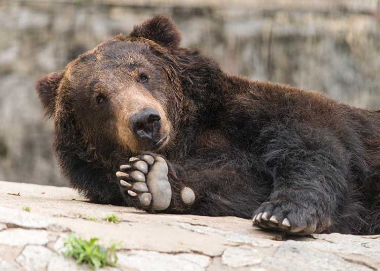 (©imphilip/stock.adobe.com)
stock-bear-wave-01-adobe
smile bear